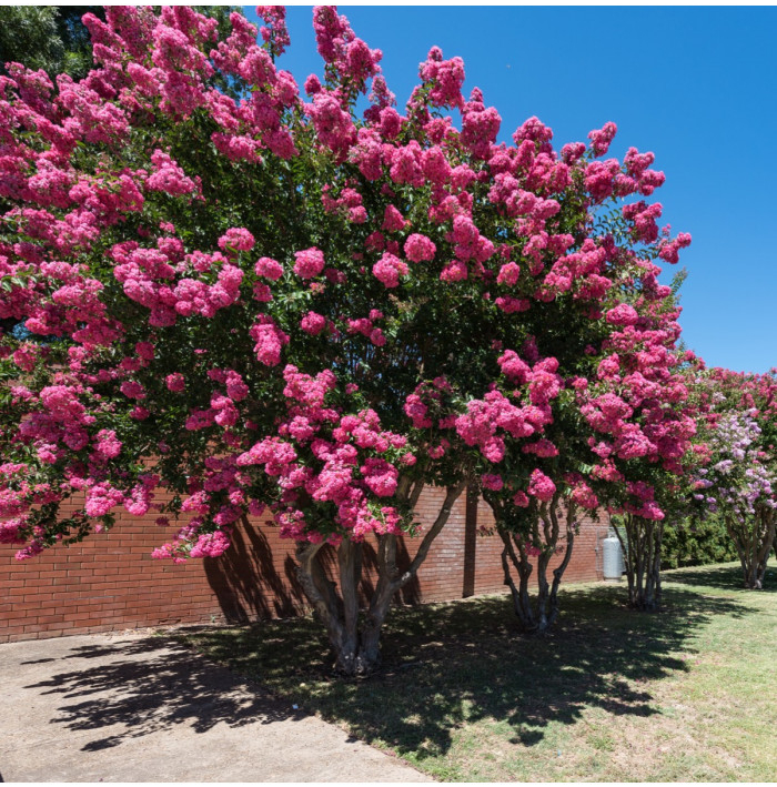 Krepová myrta - Lagerstroemia indica - semena myrty - 6 ks