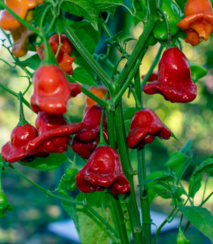 Chilli Bishops Crown - Capsicum baccatum - semena chilli - 6 ks