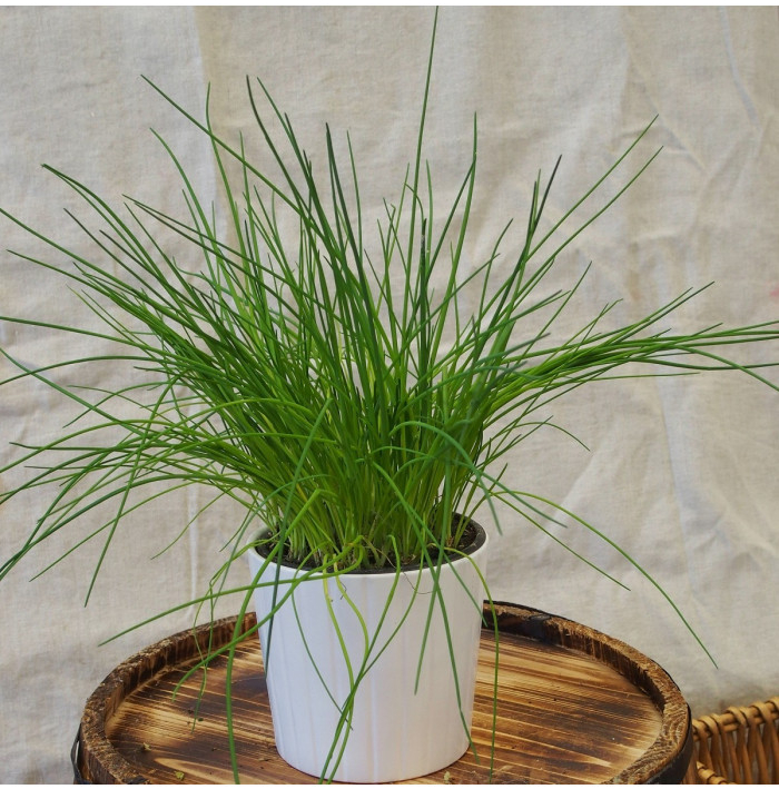 Pažitka pražská - Allium schoenoprasum L. - semena pažitky - 750 ks