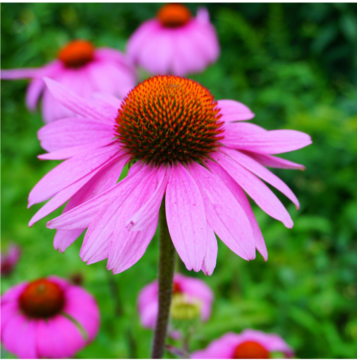 Třapatkovka nachová - Echinacea purpurea - semena třapatkovky - 15 ks