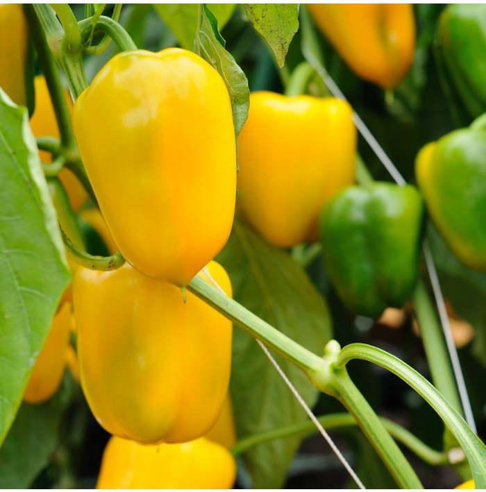 Paprika roční zeleninová Pusztagold - Capsicum annuum - semena papriky - 12 ks