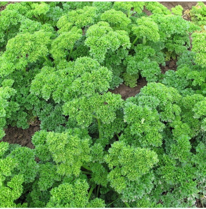 Petržel Mooskrause - Petroselinum crispum - semena petržele - 500 ks