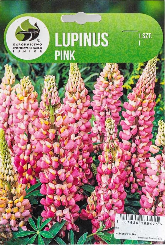 Lupina, Lupinus Pink, Jacek, růžová, 1 ks