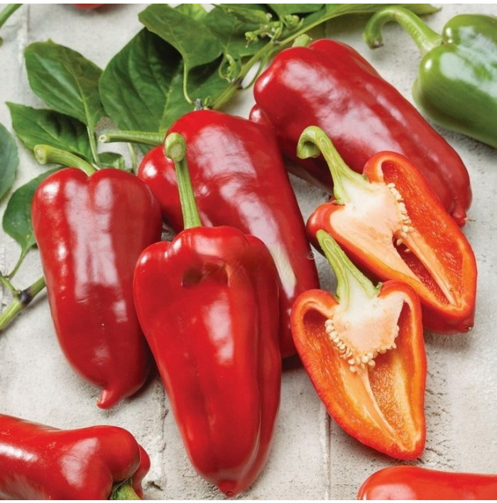 Paprika roční Rafaelus F1 - Capsicum annuum - semena papriky - 15 ks