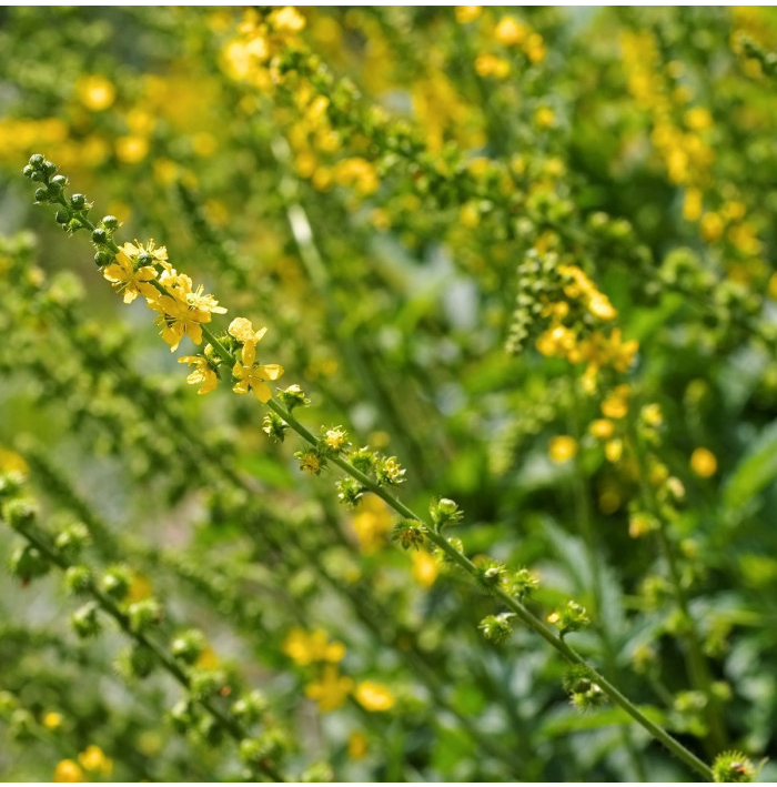 Řepík lékařský - Agrimonia eupatoria - semena řepíku - 20 ks