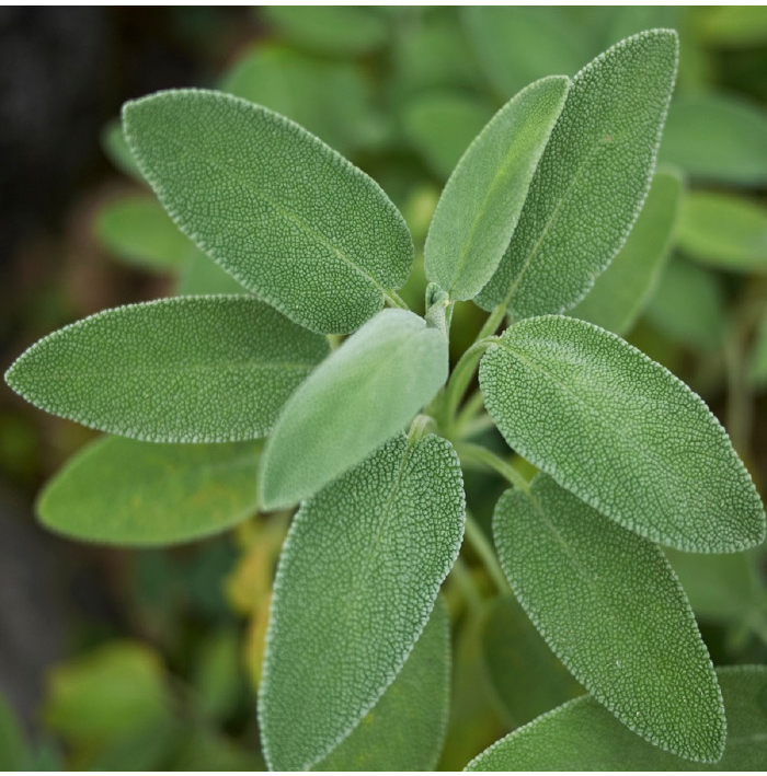 Šalvěj lékařská - Salvia officinalis - semena šalvěje - 20 ks