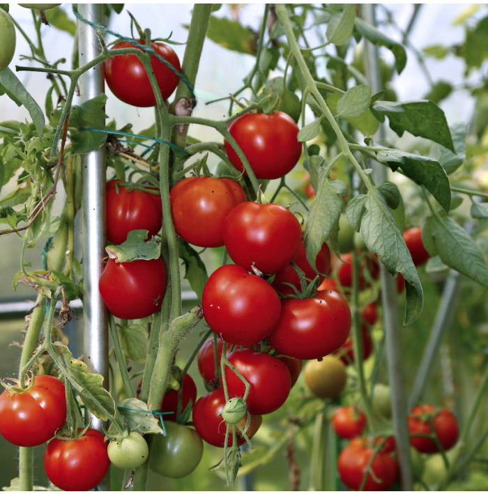 Rajče Cerise - Solanum lycopersicum - semena rajčete - 10 ks