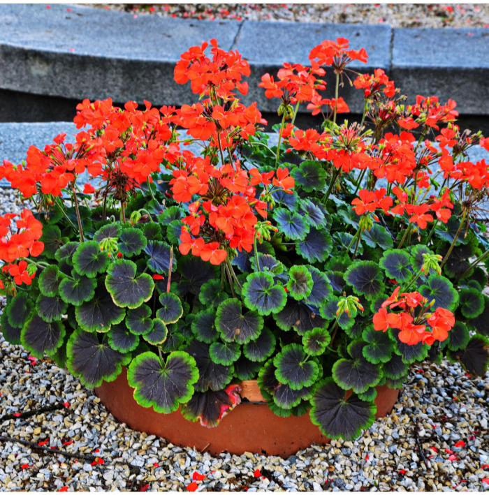 Muškát páskatý Nekita Scarlet F1 - Pelargonium zonale - osivo muškátu - 4 ks