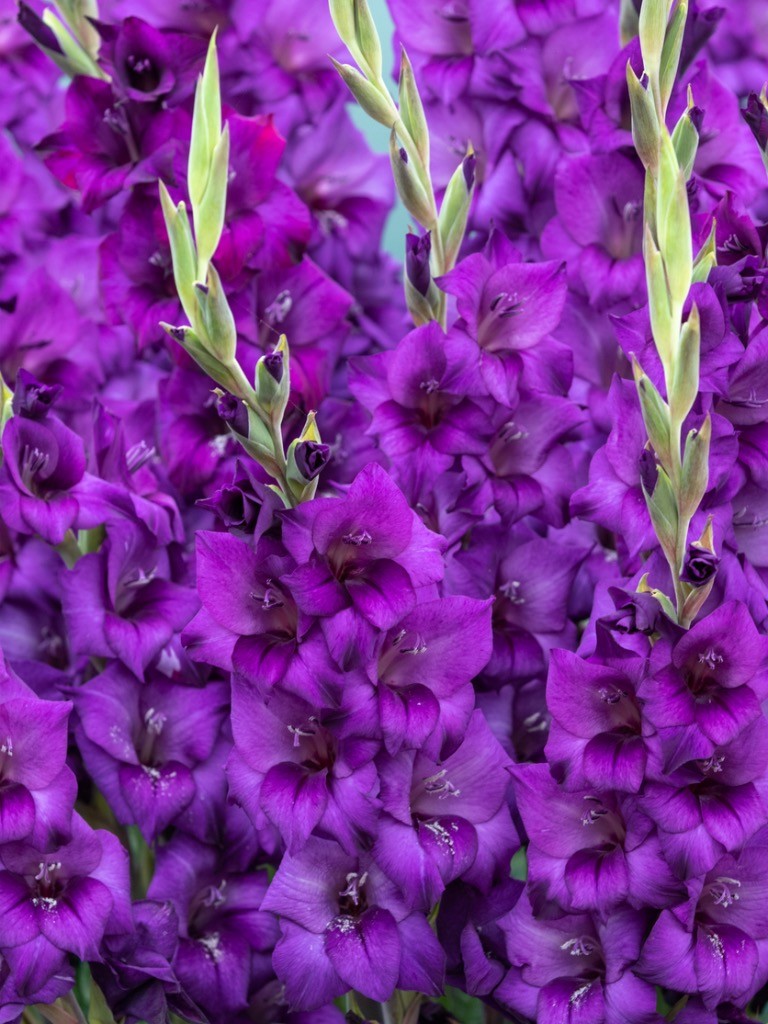 Mečík \'Purple flora\' 5 ks Velikost cibulí: 12/14