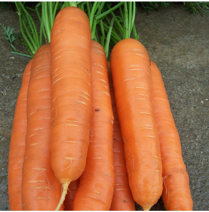 Mrkev pozdní Cidera - Daucus carota - semena mrkve - 800 ks