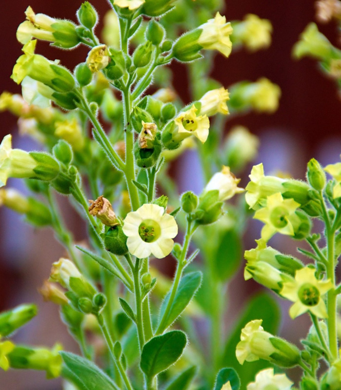 Tabák selský - Nicotiana rustica - semena tabáku - 200 ks