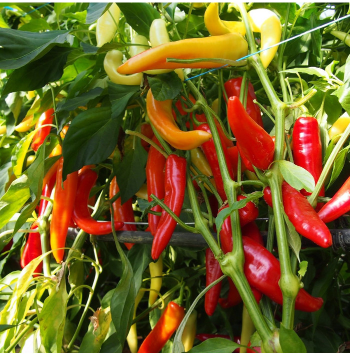 Paprika kozí roh Harriet – Capsicum annuum – semena chilli – 45 ks
