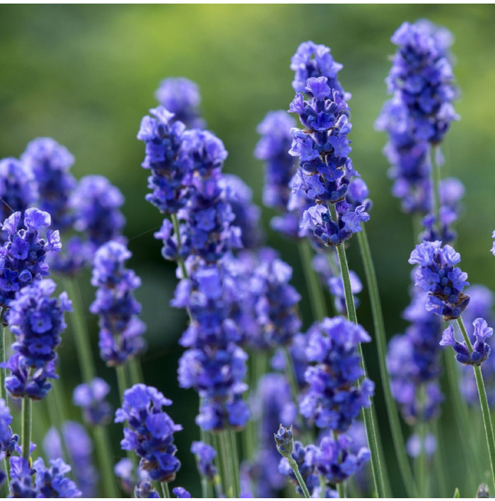 Levandule lékařská Provence Blue - Lavandula angustifolia - semena levandule - 15 ks