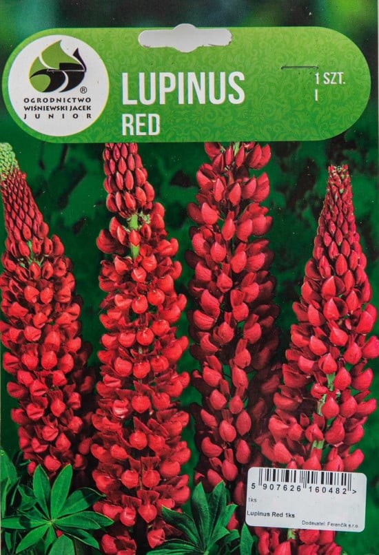 Lupina, Lupinus Red, Jacek, červená, 1 ks