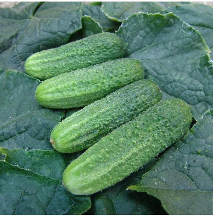 Okurka nakládačka Everest F1 - Cucumis sativus - semena okurky - 15 ks