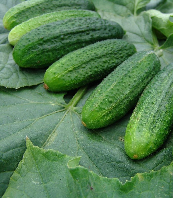 Okurka partenokarpická Partner F1 - Cucumis sativus - semena okurky - 50 ks