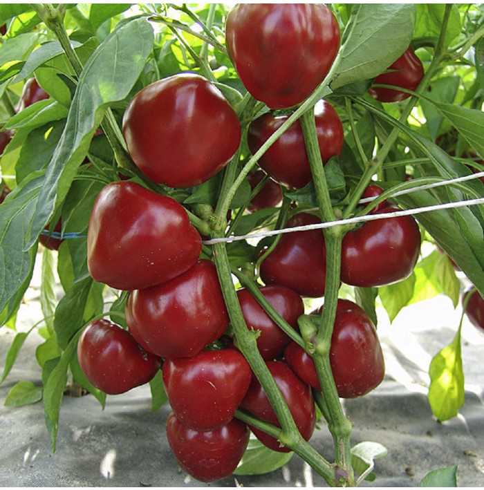 Paprika rajčatová Dumas - Capsicum annuum - semena papriky - 15 ks