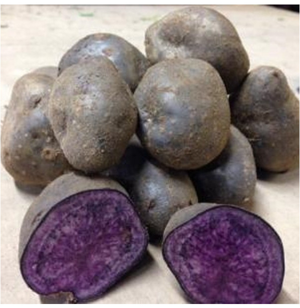 Sadbové brambory Blue Congo - Solanum tuberosum - brambory - 5 ks