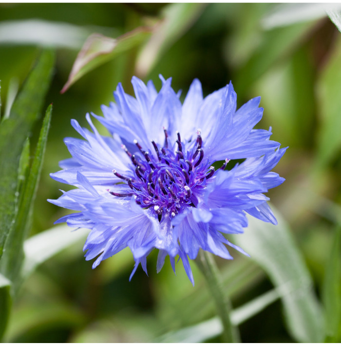 Chrpa modrá - Centaurea cyanus - semena chrpy - 30 ks