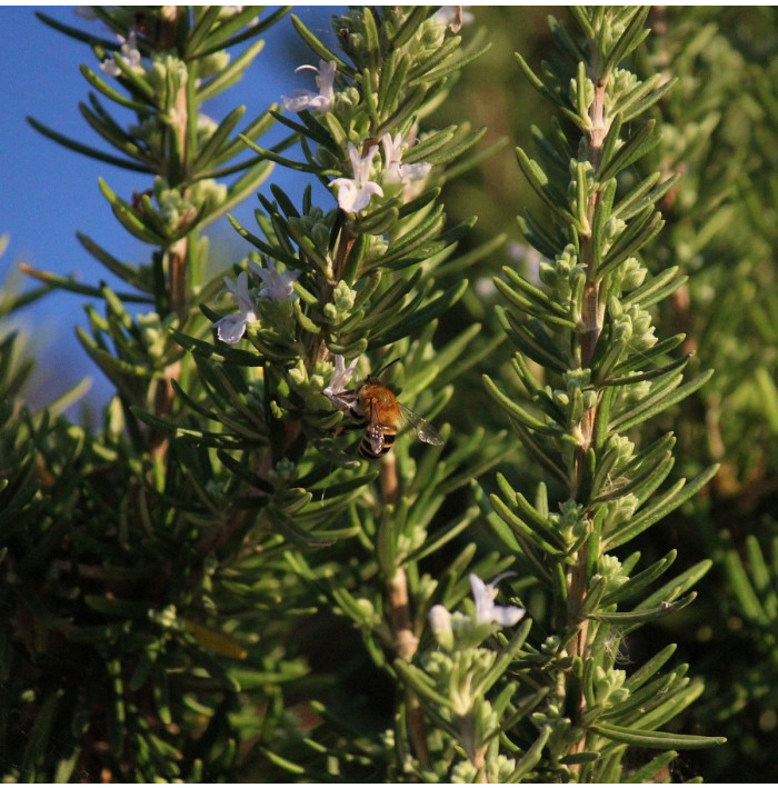 Rozmarýn lékařský - Rosmarinus officinalis - semena rozmarýnu - 50 ks