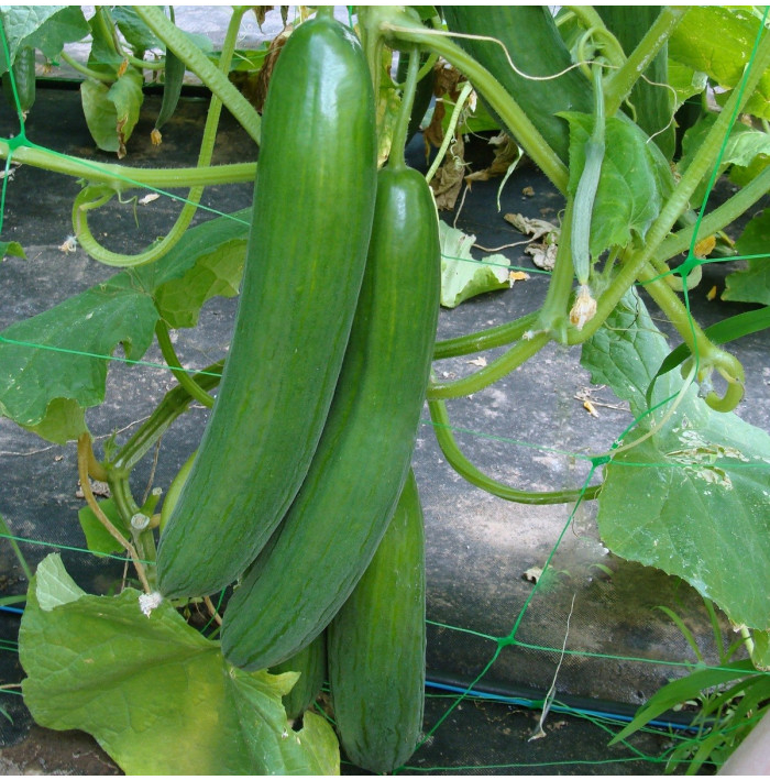 Okurka salátová Saturn F1 - Cucumis sativus - semena okurky - 10 ks