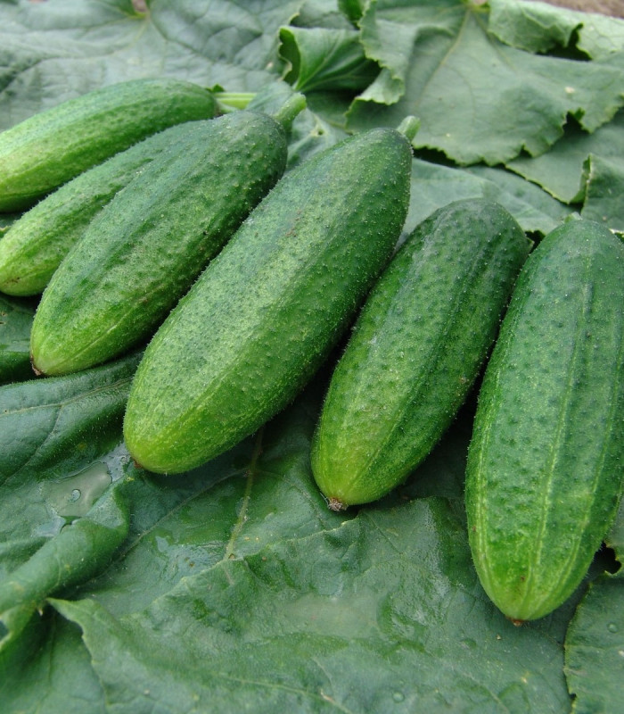 Okurka nakládačka jemnoostná Mira F1 - Cucumis sativus - semena okurky - 35 ks