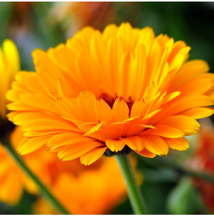 Měsíček lékařský - Calendula officinalis - semena měsíčku - 65 ks