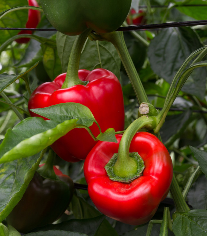 Paprika California Wonder - Capsicum annuum - semena papriky - 20 ks