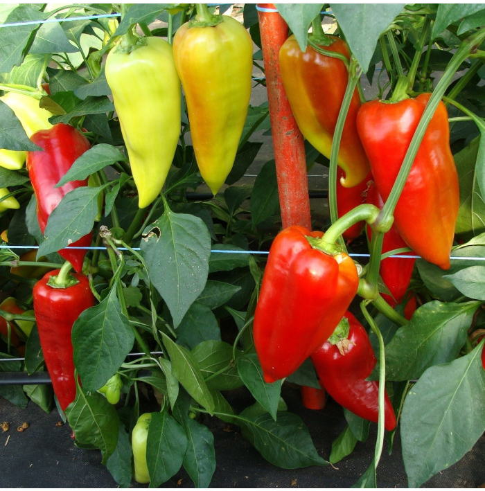 Paprika Beja F1- Capsicum annuum - semena papriky - 10 ks