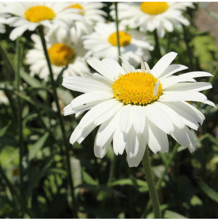 Kopretina bílá Alaska - Chrysanthemum leucanthemum max. - semena kopretiny - 250 ks