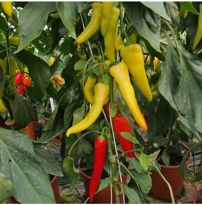 Paprika kozí/beraní roh Sora - Capsicum annuum - semena - 55 ks