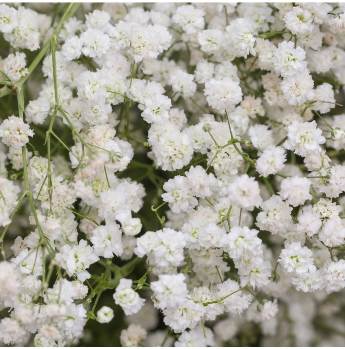 Šáter latnatý bílý - Gypsophila paniculata - semena šáteru - 150 ks