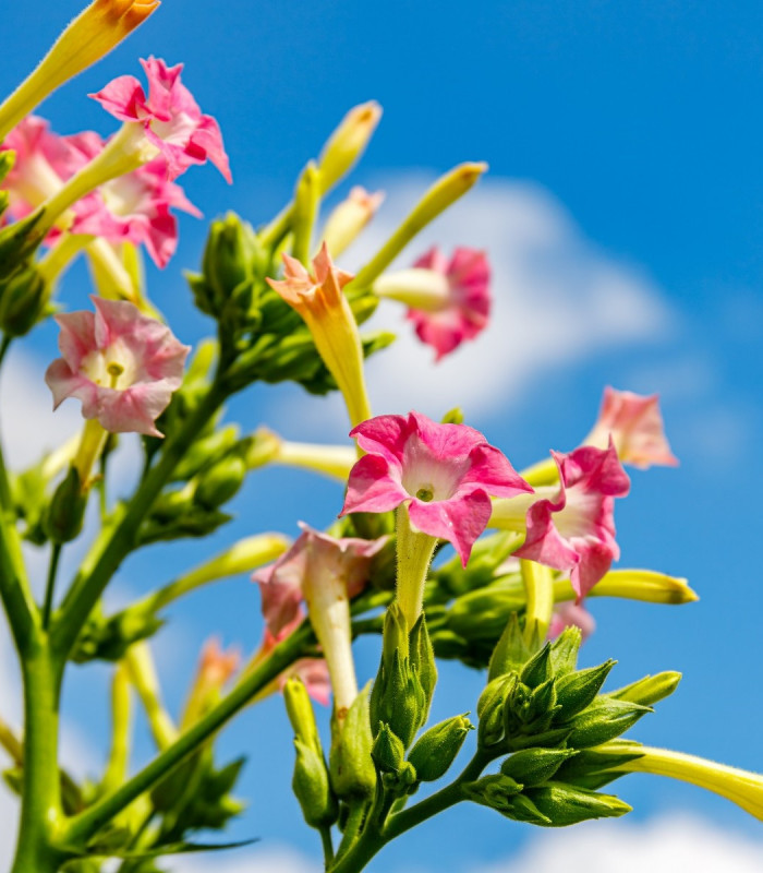 Tabák virginský - Nicotiana tabacum - semena tabáku - 150 ks