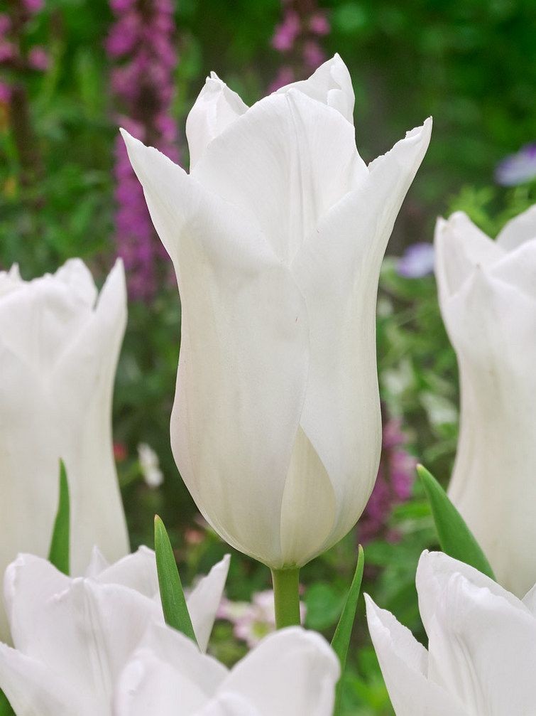 Tulipán White Triumphator 10 ks