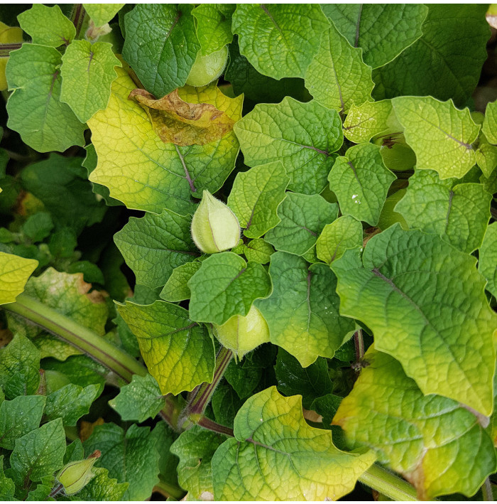 Mochyně ojíněná Ananas - Physalis pruinosa - semena mochyně - 200 ks