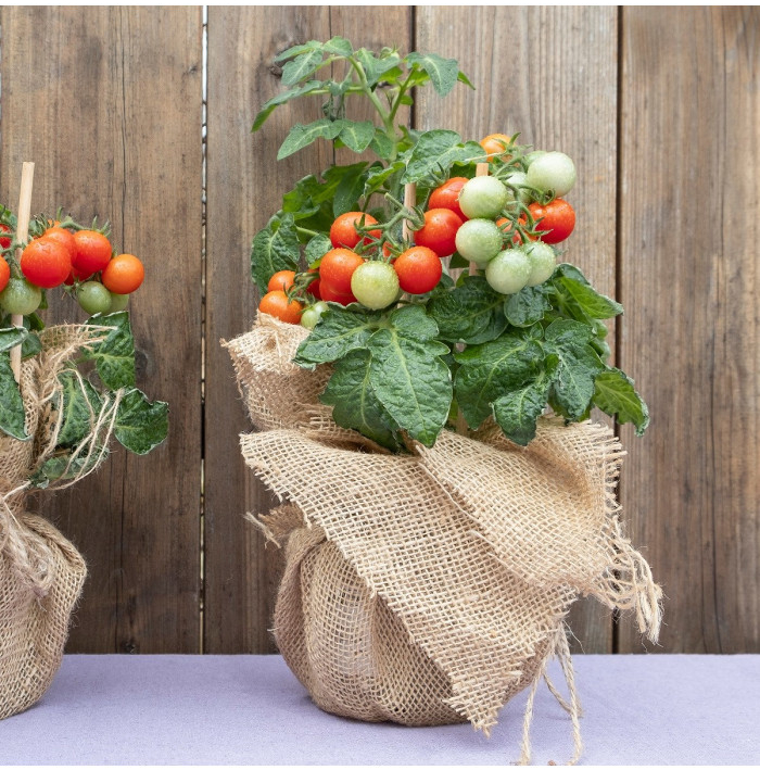 Rajče keříčkové balkónové Tomfall - Solanum lycopersicum - semena rajčete - 20 ks