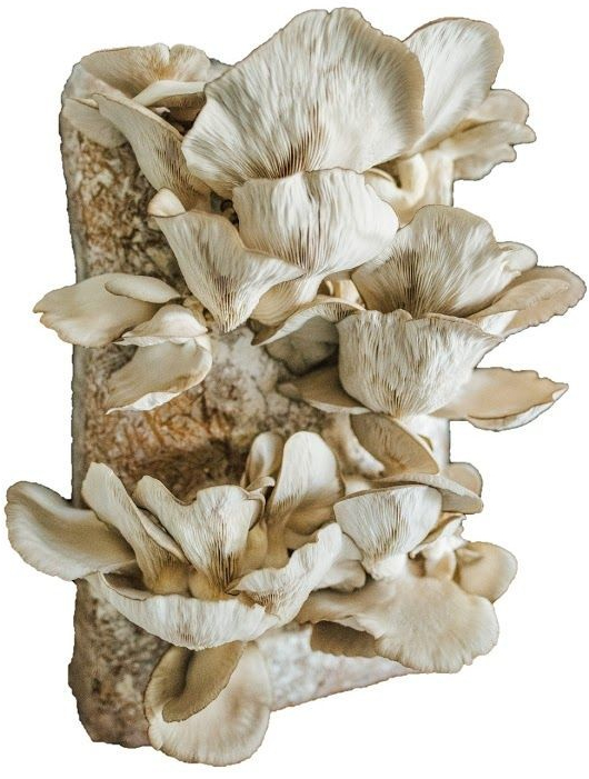 PLANTO Směs pro pěstování Hlíva ústřičná 15kg (Pleurotus ostreatus) PO-15KG-HU