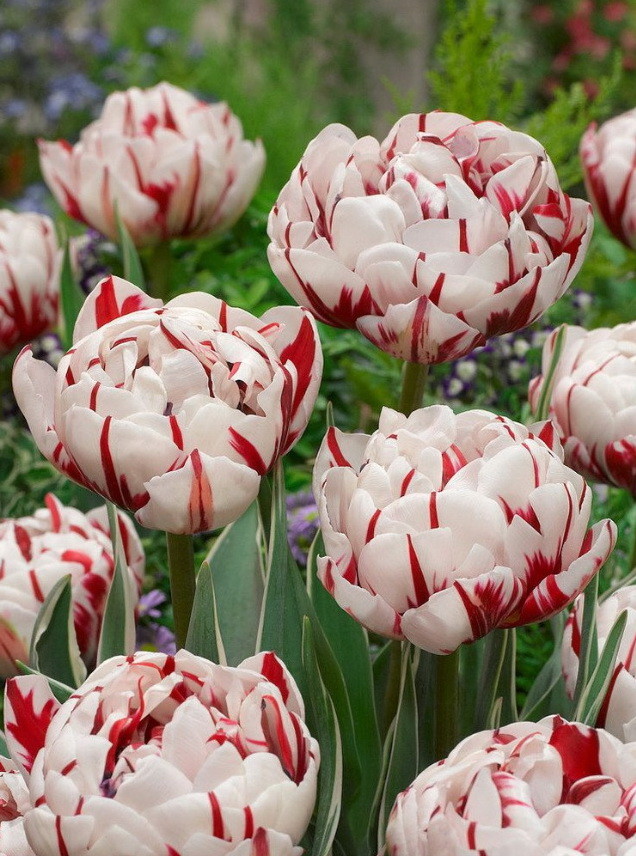 Tulipán Carnaval de Nice 10 ks