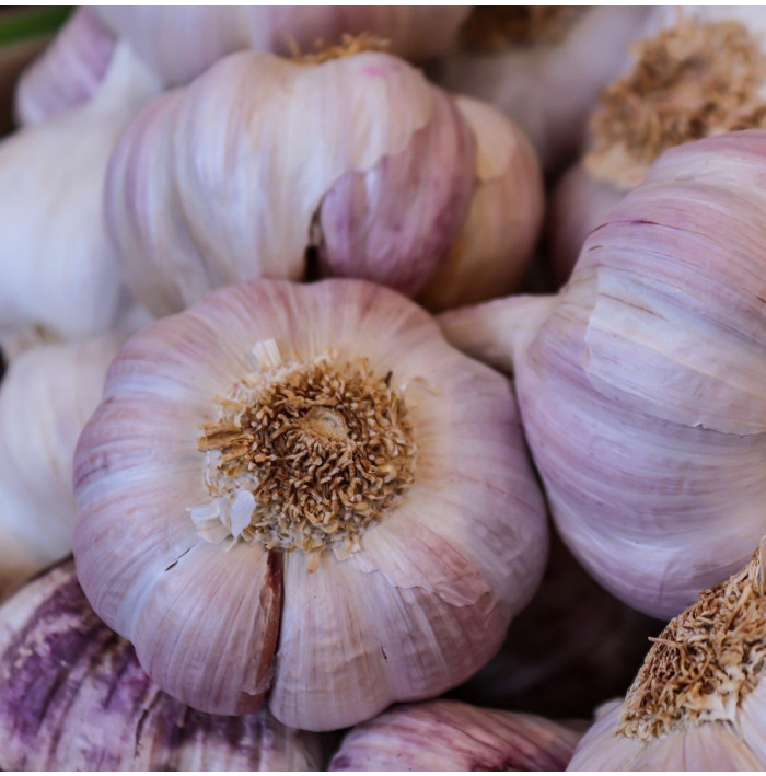 Sadbový česnek Sultop - Allium sativum - paličák - prodej cibulí česneku - 1 balení