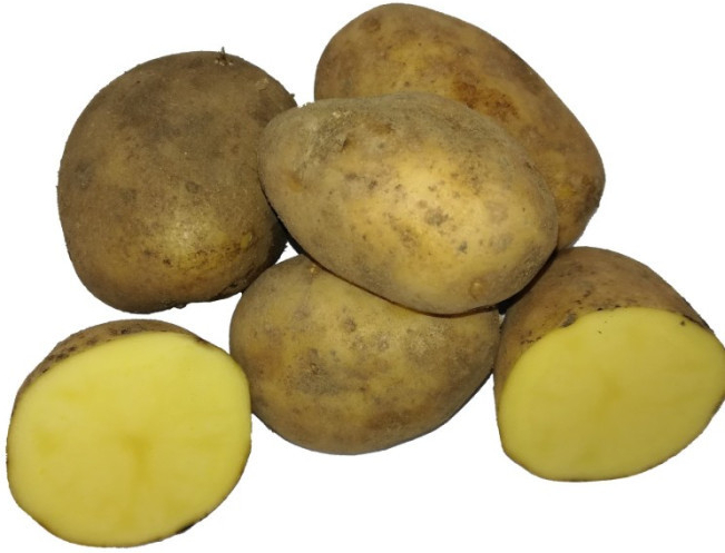 BIO sadbové brambory Bellinda - Solanum tuberosum - bio sadba - 10 ks