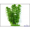 Hagen rostlina Ambulia 50 cm