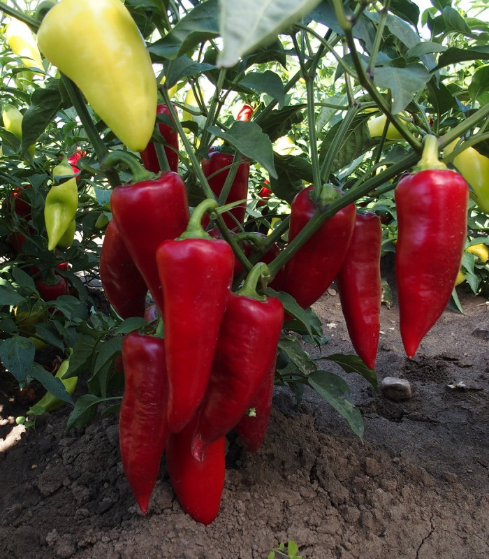 Paprika Sakura - Capsicum annuum - semena papriky - 30 ks