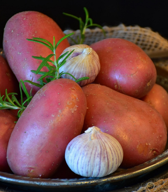 Sadbové brambory Rosara - Solanum tuberosum - 5 kg