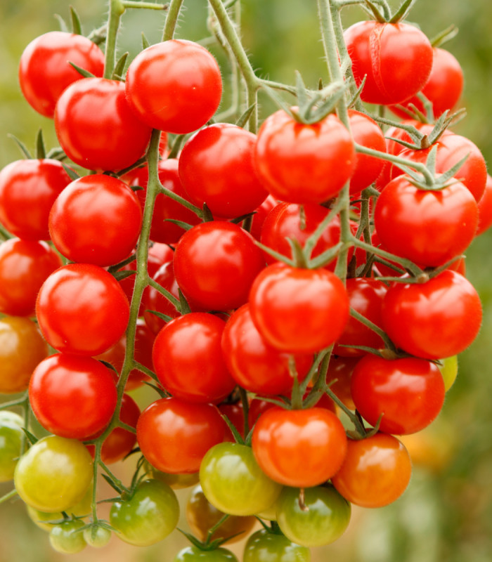 BIO Divoké rajče Rote Murmel - Solanum pimpinellifolium - bio semena rajčete - 6 ks