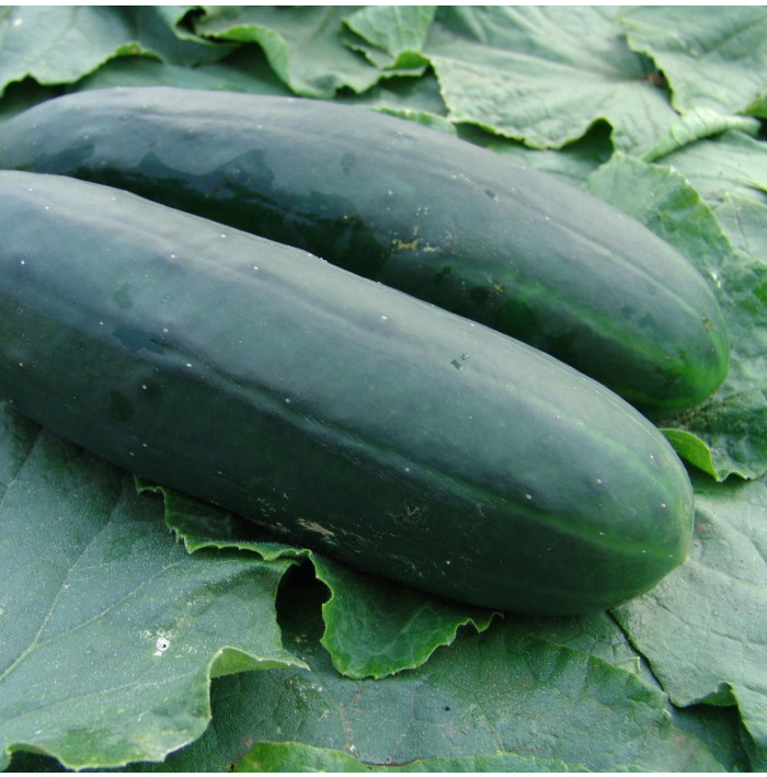 Okurka salátová Obelix F1 - Cucumis sativa - semena okurky - 20 ks