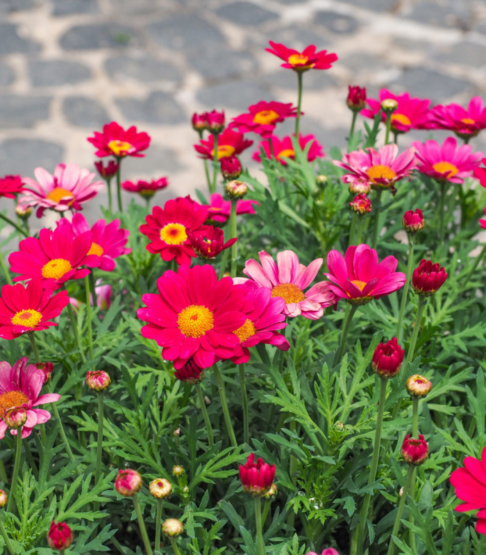 Kopretina Robinson růžová směs - Tanacetum coccineum - semena kopretiny - 100 ks