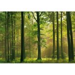 Fototapeta Autumn Forest