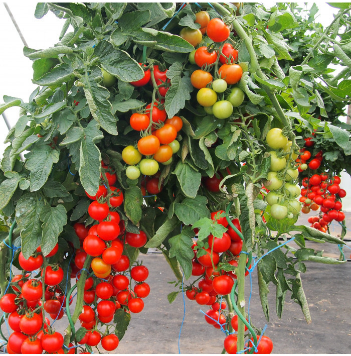 Rajče Gallant F1 - Solanum lycopersicum - semena rajčete - 10 ks