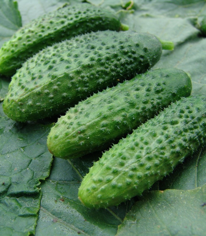 Okurka nakládačka Zuzana F1 - Cucumis sativus - semena okurky - 30 ks