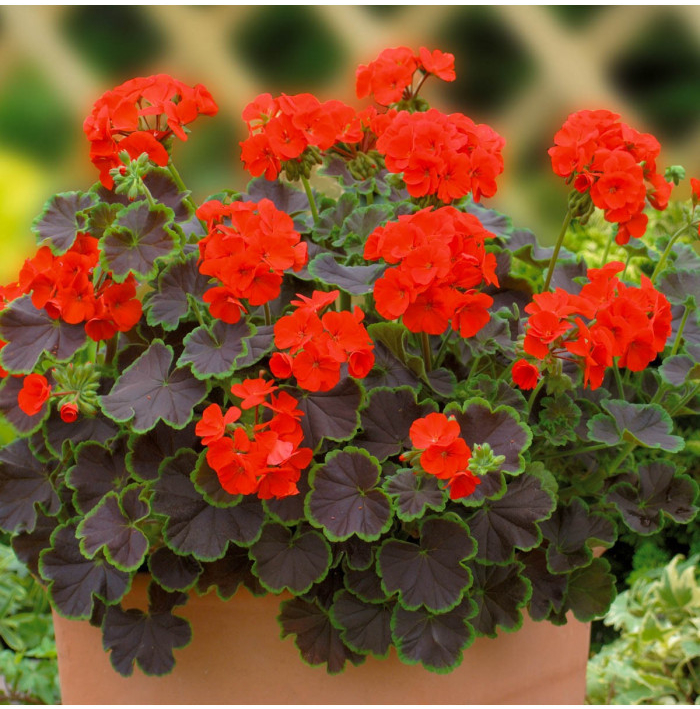 Muškát páskatý Nekita Scarlet F1 - Pelargonium zonale - semena muškátu - 4 ks